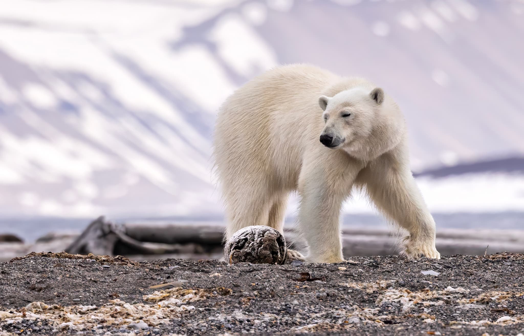 Arctic landscape